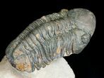 Large Reedops Trilobite on Pedestal - #6923-3